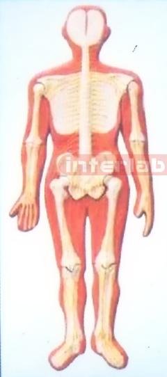 SMALL HANGING HUMAN SKELETAL NERVES SYSTEM MODEL